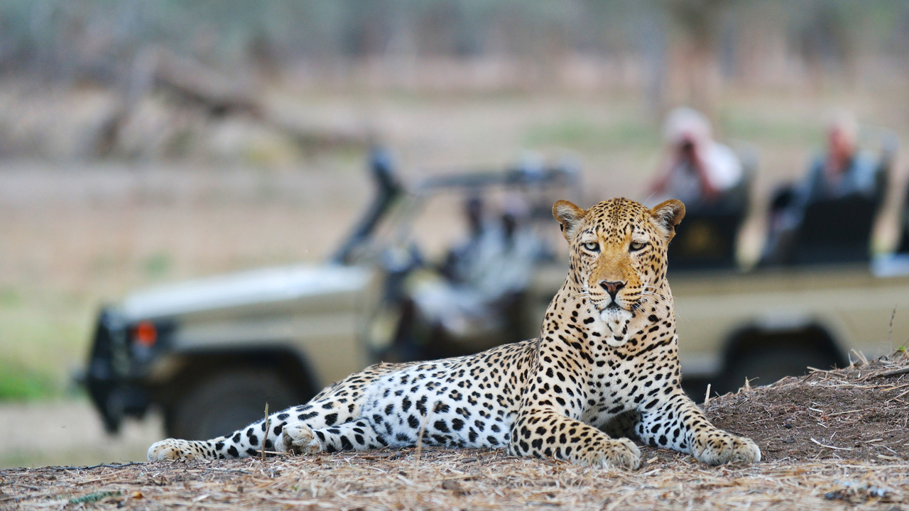 Game Drives