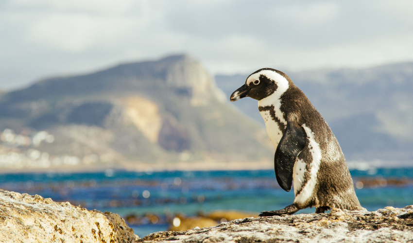The African penguin (Spheniscus demersus), also known as Cape penguin or South African penguin, is a species of penguin confined to southern African waters.