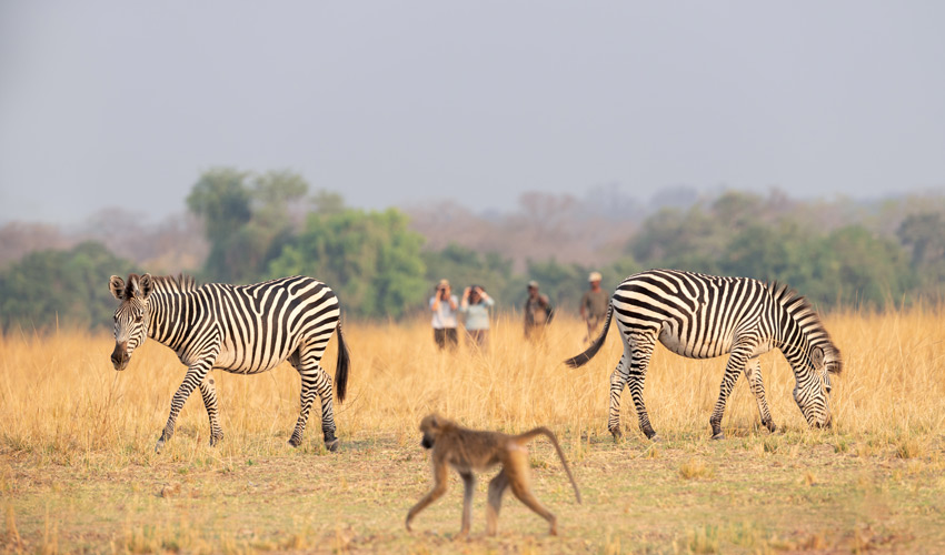 South Luangwa