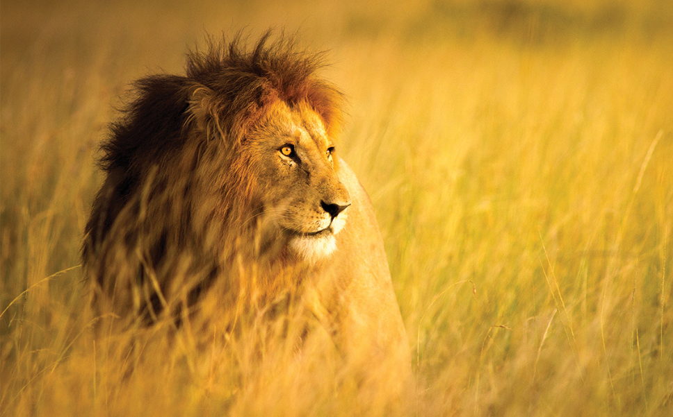 Male Lion Spotted on a Safari Game Drive Looking Through Grass Lands.