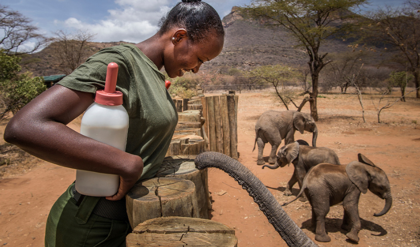 Reteti Elephant Sanctuary is a Samburu community owned and run wildlife sanctuary