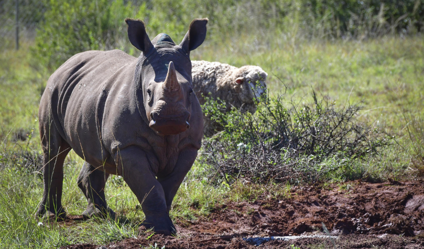 Shamwari Rhino