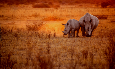 Rhinos spotted on a safari game drive in South Africa
