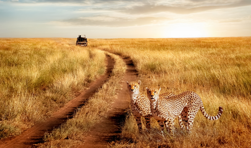 Safari Vacation Packages