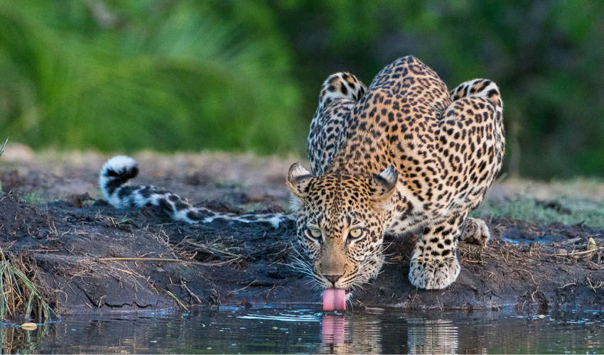 Leopard spotted on a game drive drinking from the river at Sabi Sabi