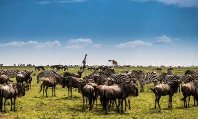 Luxury Serengeti Safari