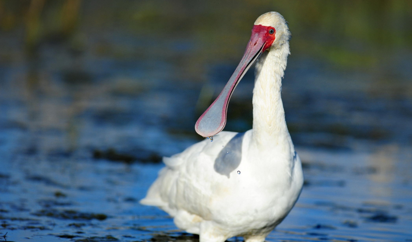 African Spoonbill at Shamwari Private Game Reserve