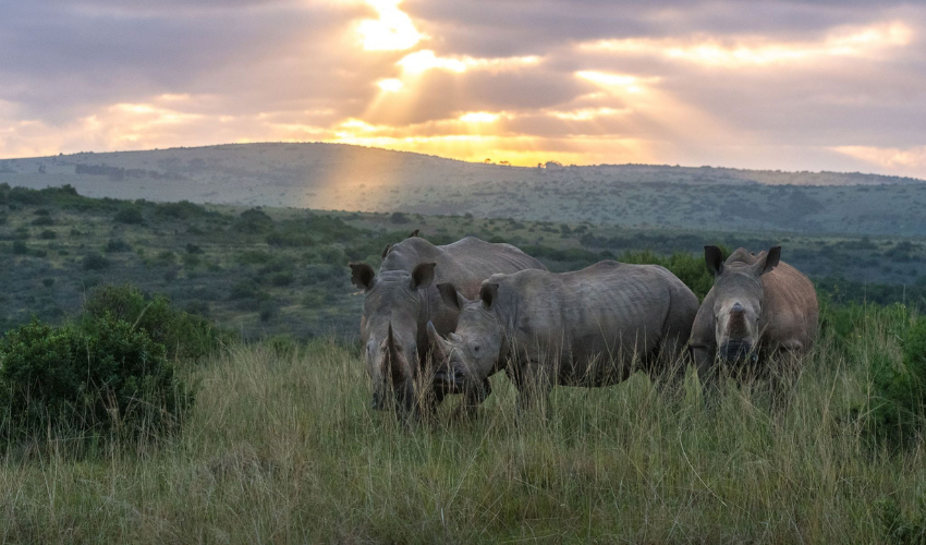 Rhinos at Shamwari Private Reserve