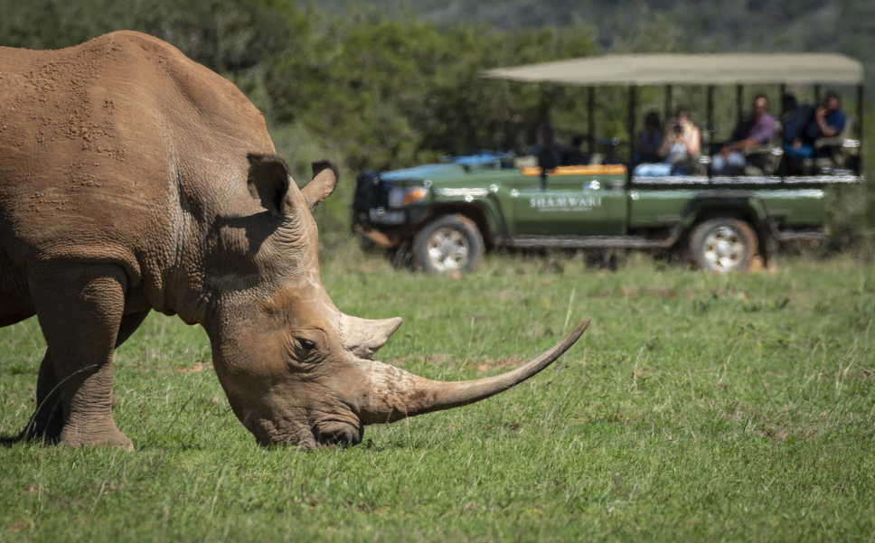 Rhino at Shamwari Private Game Reserve