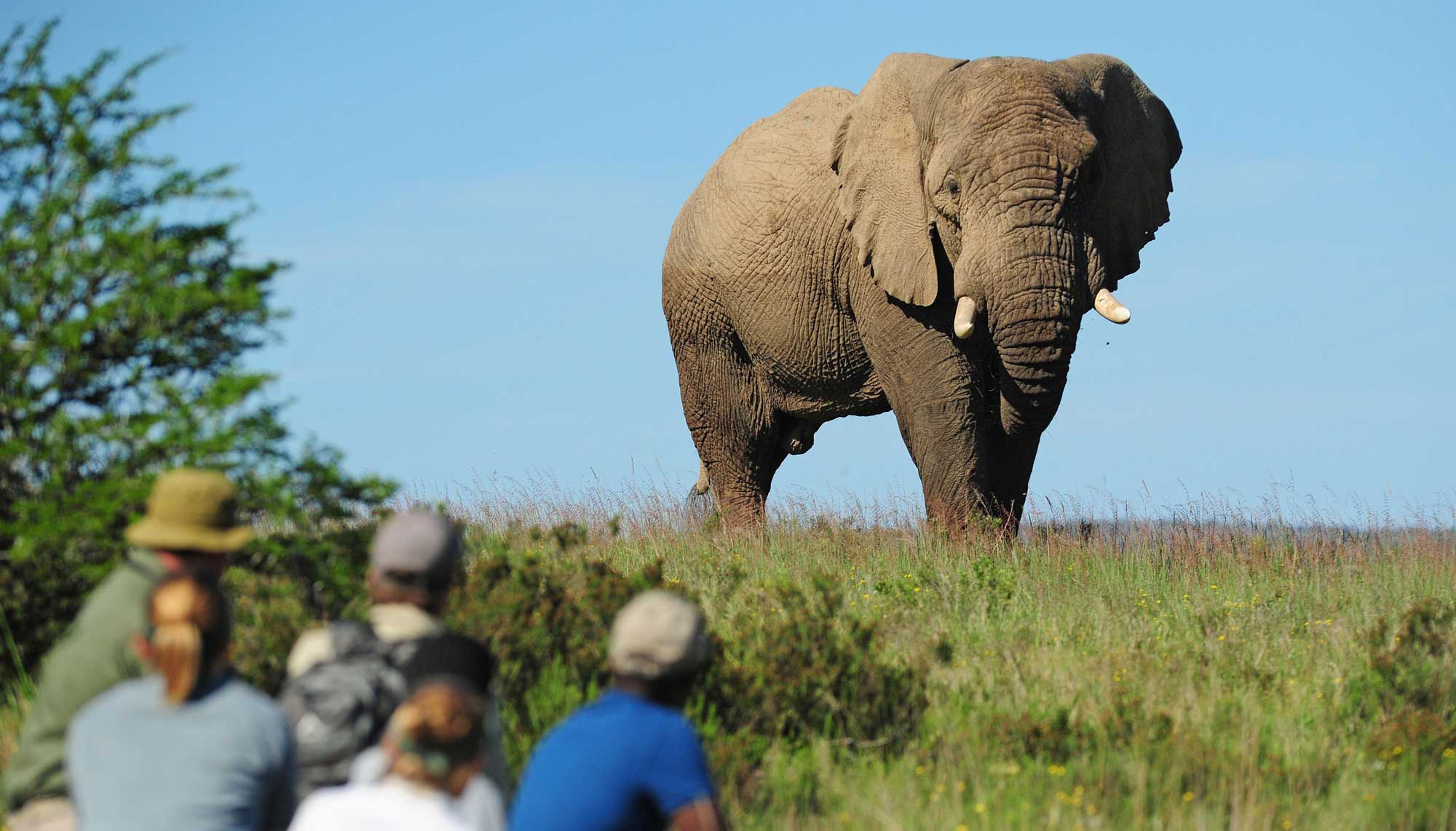 Walking Safaris