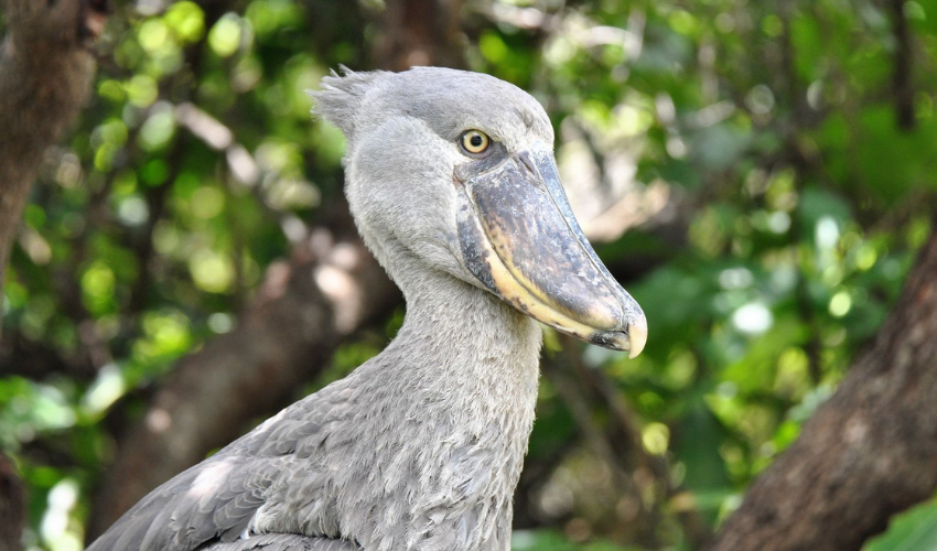 Bangweulu Wetlands in Zambia, is home to one of Africa’s most unique birds, the shoebill.
