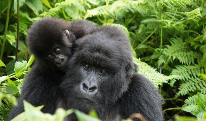 Kwitonda Lodge provides a contemplative, nurturing space in which to appreciate the transformative experience of coming face to face with the forest’s gentle giants.