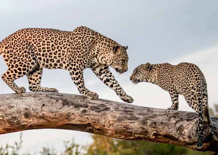 South Africa
