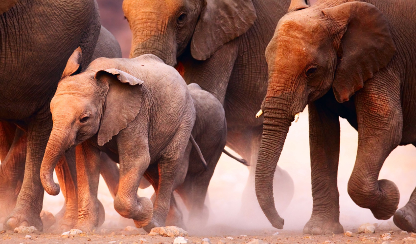 Herd of Elephants move across the dusty South African plains.