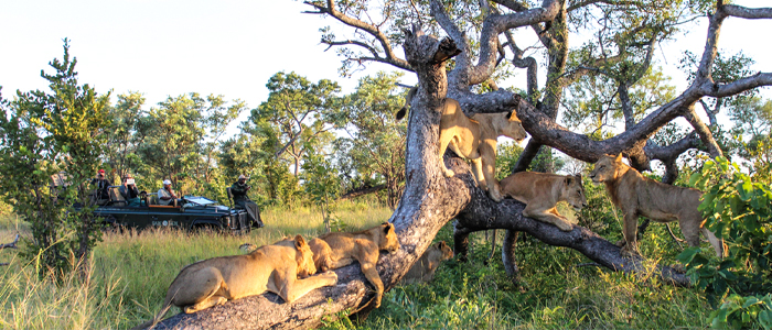 African Safari: Exploring the most beautiful national parks in