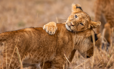 Tanzania