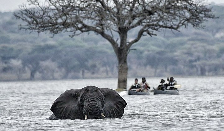 Wildebeest crossing the Mara River during the Great Migration