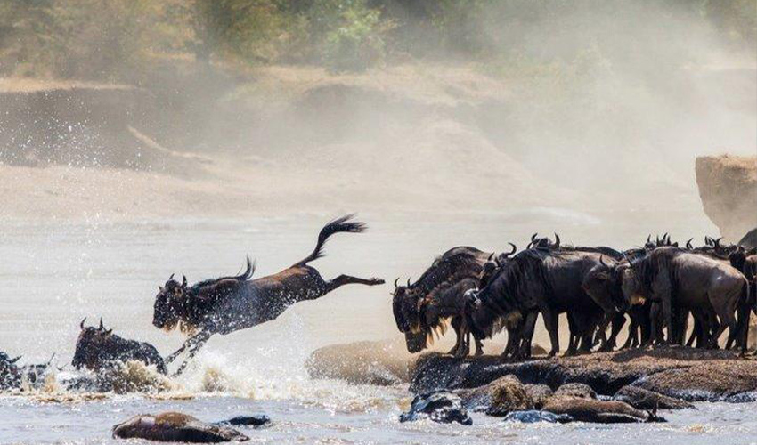 Wildebeest crossing the Mara River during the Great Migration