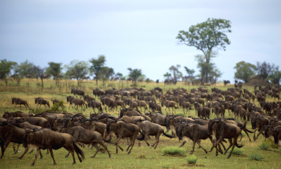 The Great Wildebeest Migration - the annual migration of giant herds of grazers across Northern Tanzania is a truly spectacular event.