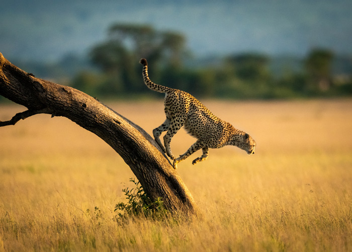 Tanzania