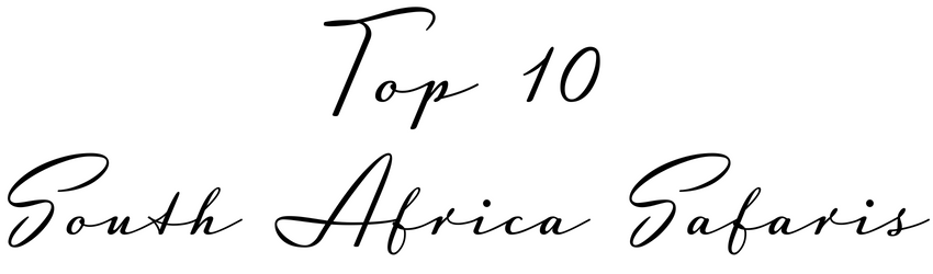 Top 10 South Africa Safari