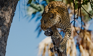 Leopard spotted in a tree while on a game drive at Moremi Game Reserve