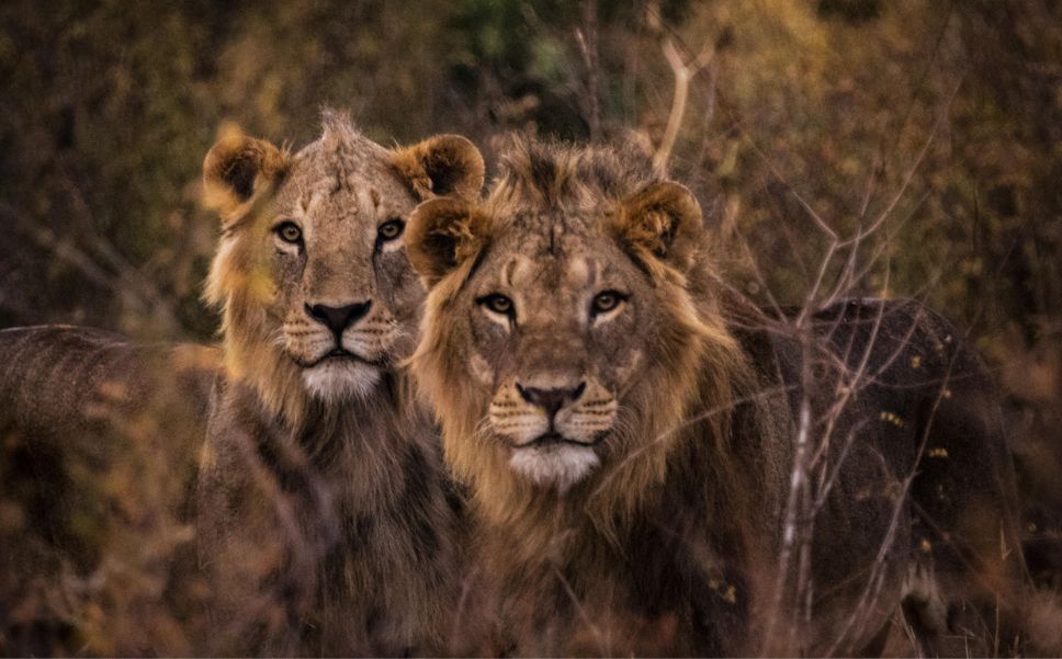 Luxury Safari Lodge
