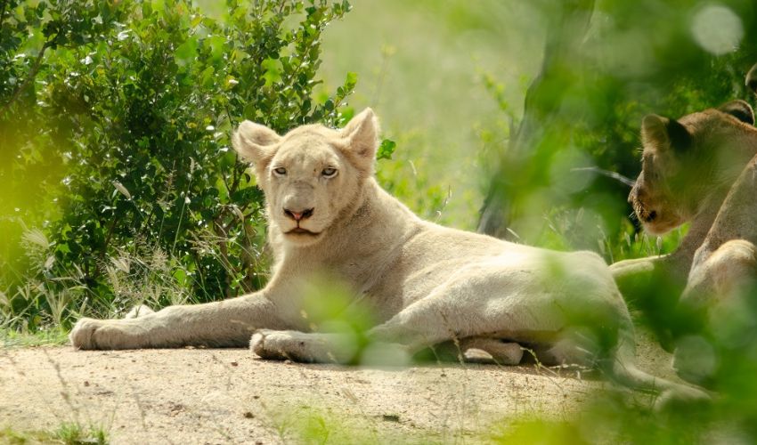 A rare white lion resting in the sunlight at Sandringham Private Game Reserve in the Timbavati region of South Africa.