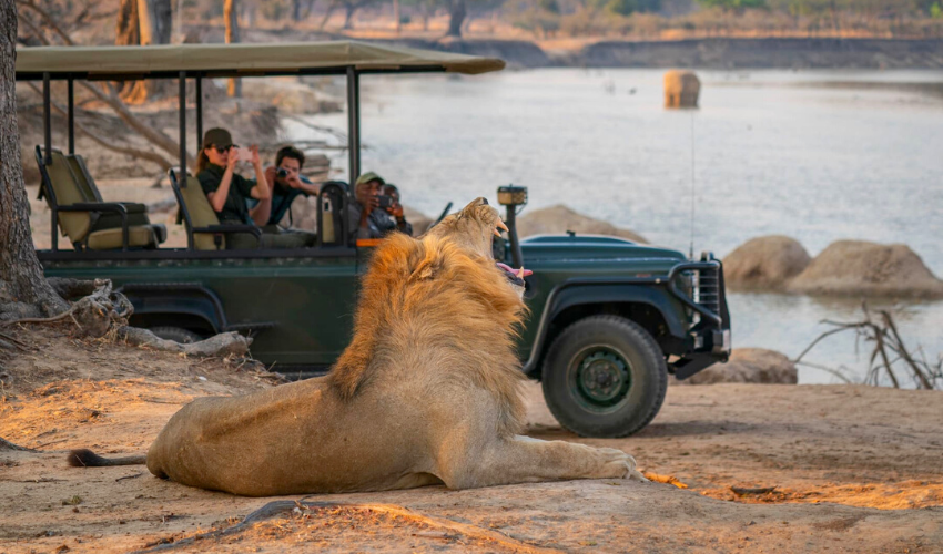 Enjoy amazing wildlife sightings including lions on our luxury safari in Zambia