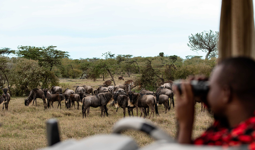 Maasai Guide overlooks wildebeest in the Maasai Mara