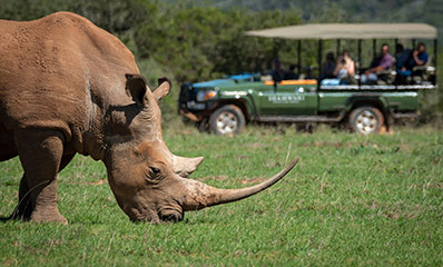 Out of Africa Picnics