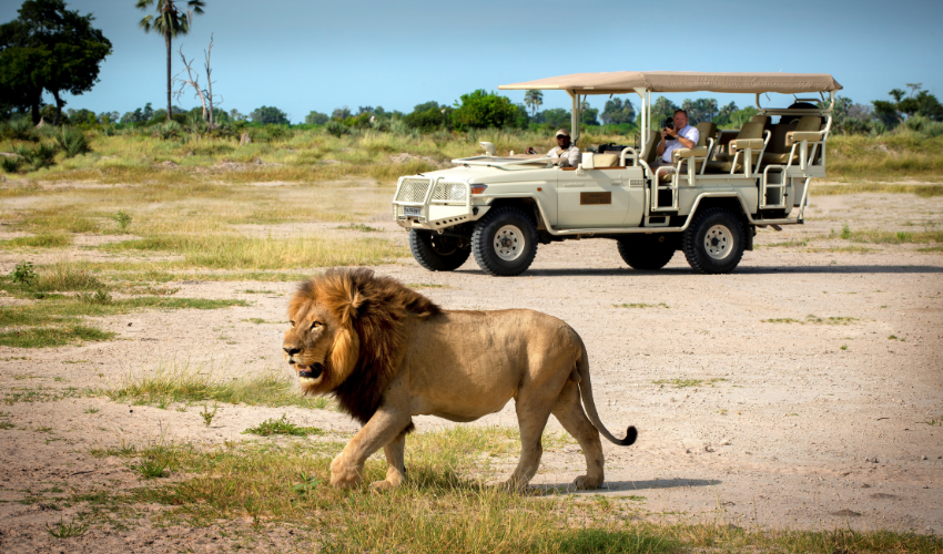 Lion Spotted on Luxury Safari Game Drive at Xigera Safari Lodge