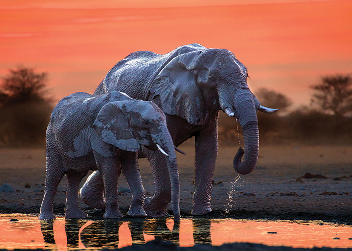 Zambia
