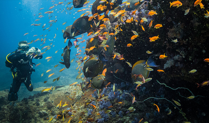 Zanzibar Scuba Diving, Tanzania