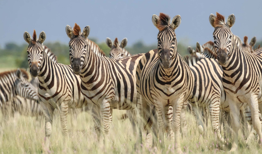 Botswana Zebra Secret Migration
