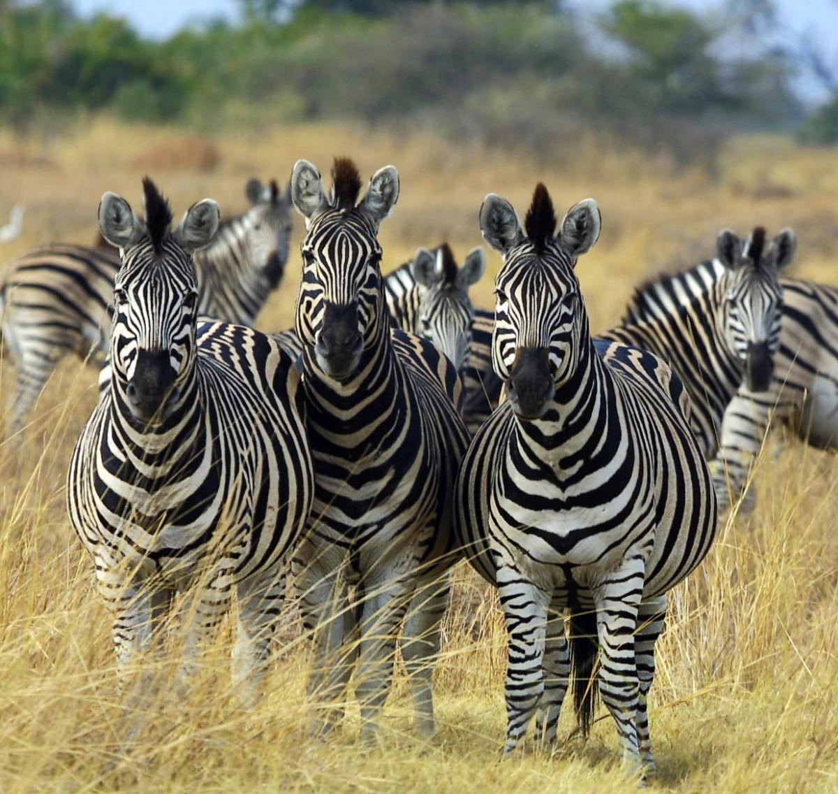 Onderhandelen convergentie mesh Five Facts About The Zebras | African Travel