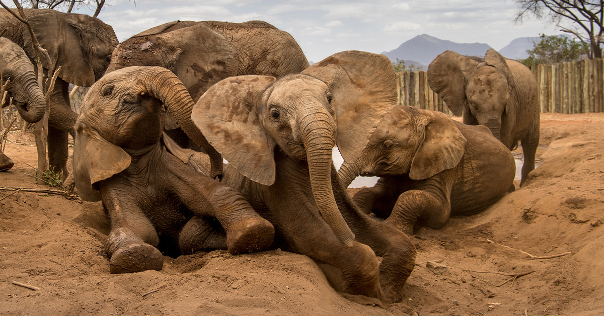 african safari elephant