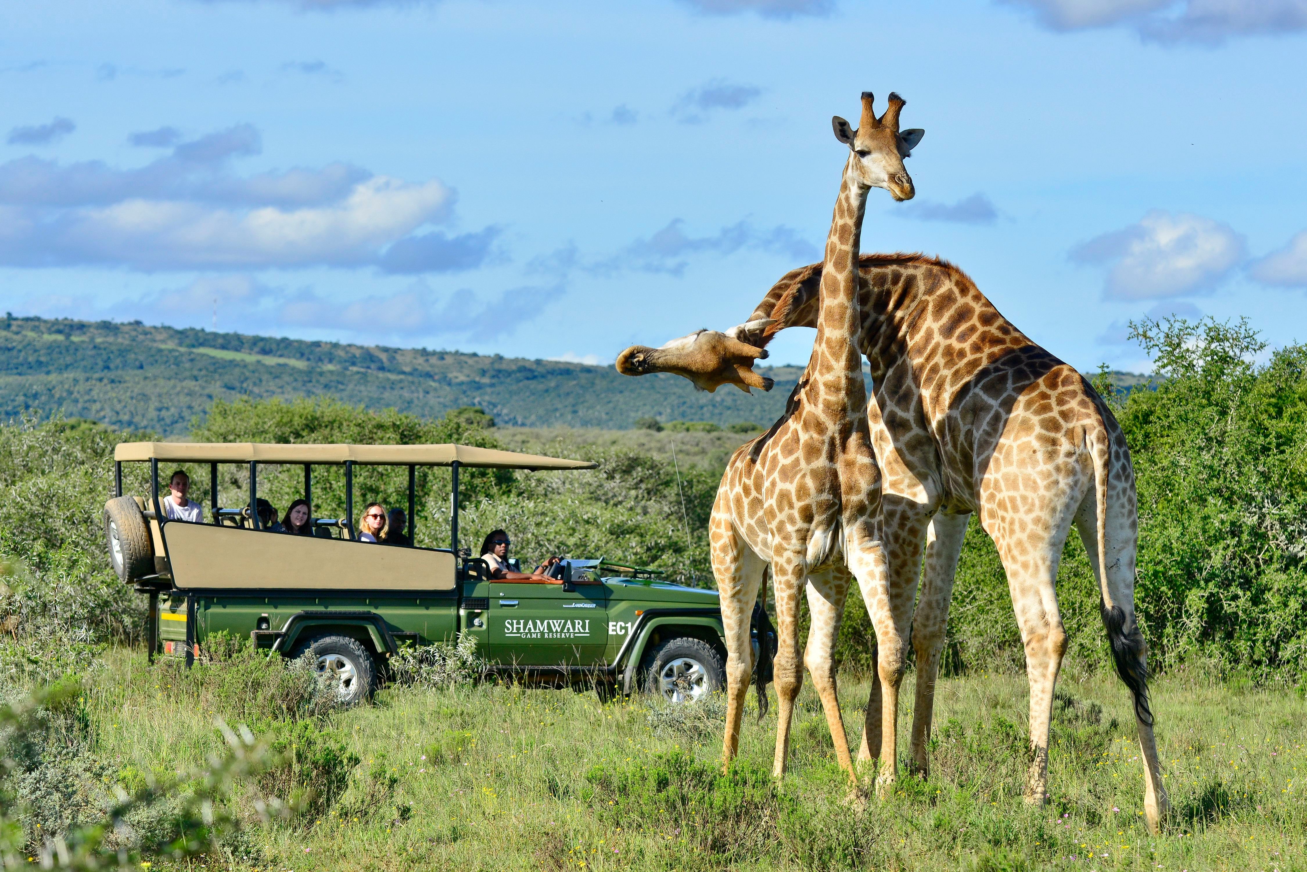 family-friendly safari